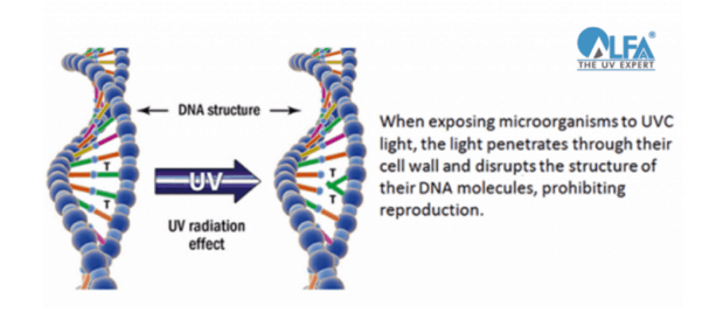 UV DNA Structure